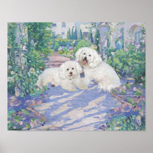 Bichon Frise Lavender Bower Poster