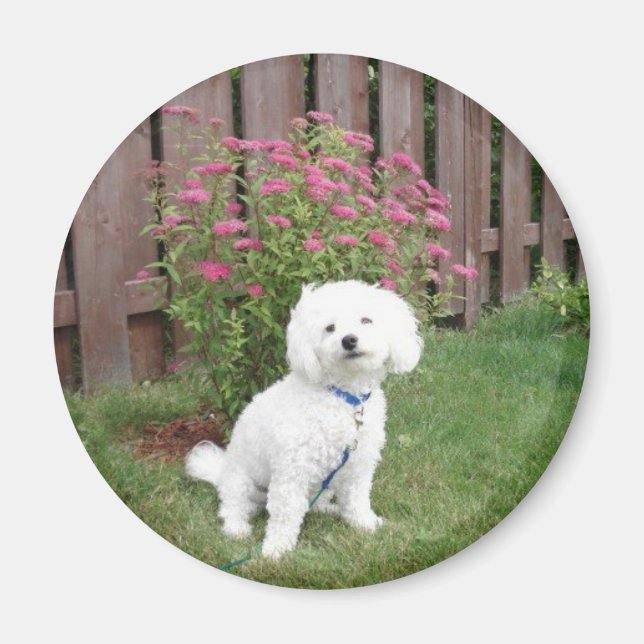 Bichon Frise Magnet (Front)