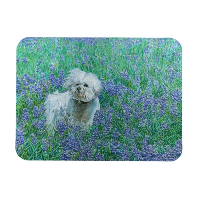 Bichon Frise  Magnet (Horizontal)