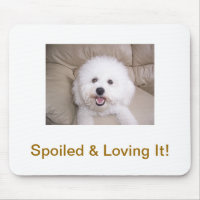 Bichon Frise