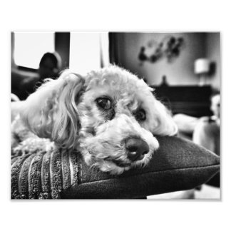 Bichon frise on sofa photo print