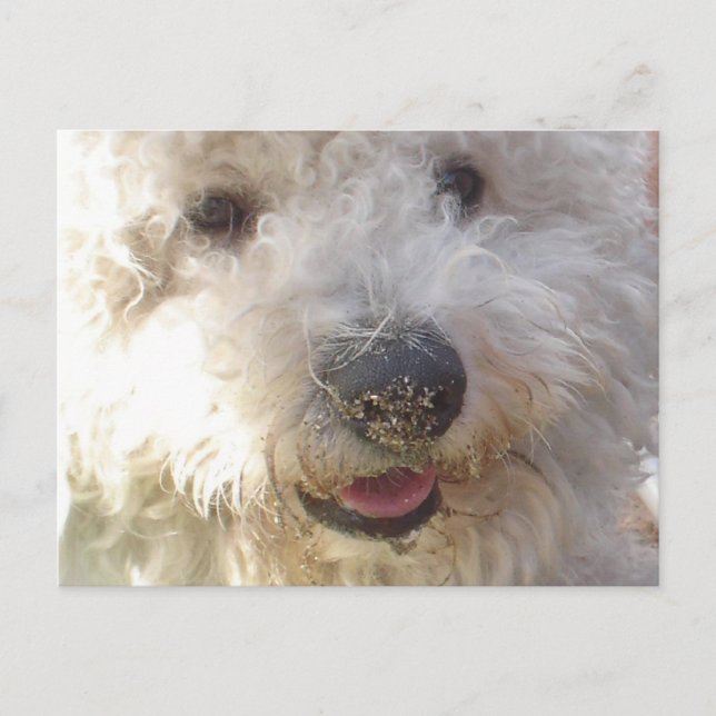 Bichon Frise Postcard (Front)