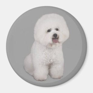 Bichon Frise Precious Magnet