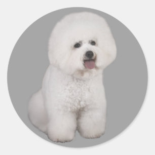 Bichon Frise Precious Sticker