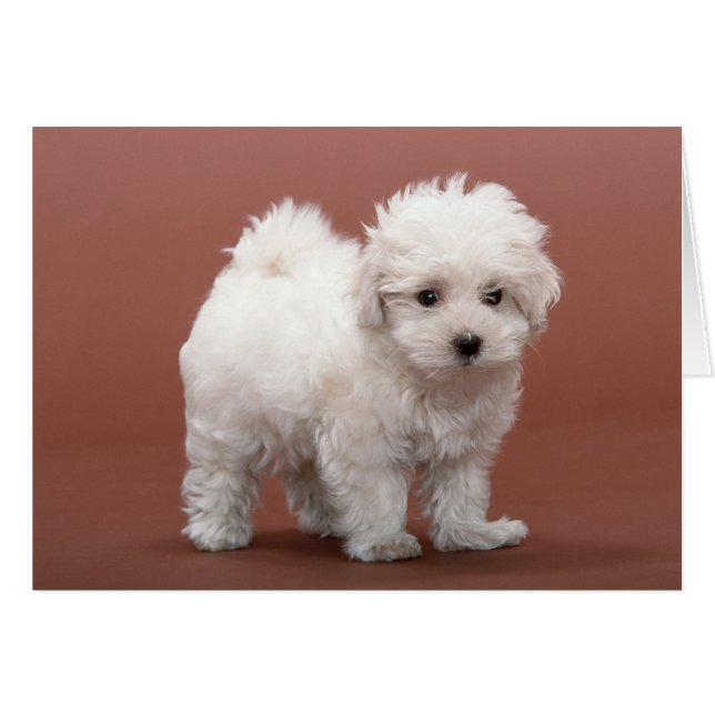 Bichon Frise Puppy Cards, Postage, Gifts (Front Horizontal)