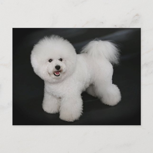 Bichon Frise Puppy Dog Blank Greeting Post Card (Front)