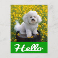 Bichon Frise Puppy Dog Hello Greeting Post Card