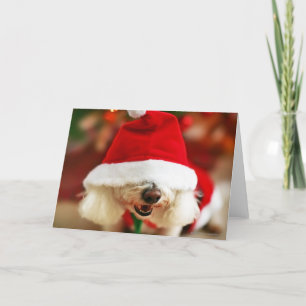 Bichon Frise puppy wearing Santa costume Holiday Card