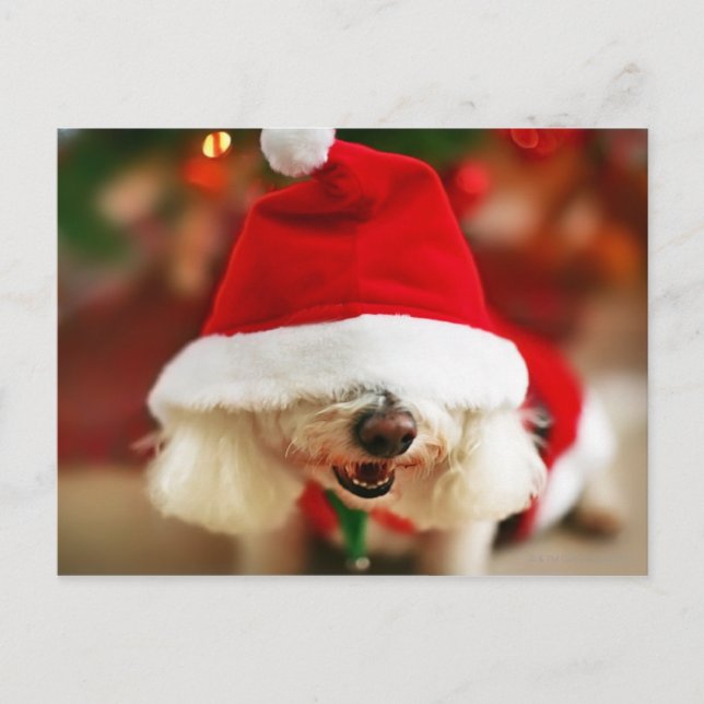 Bichon Frise puppy wearing Santa costume Holiday Postcard (Front)