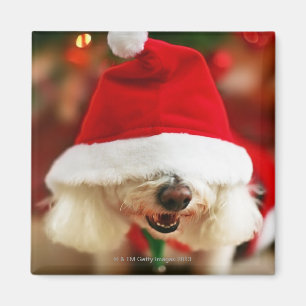 Bichon Frise puppy wearing Santa costume Magnet