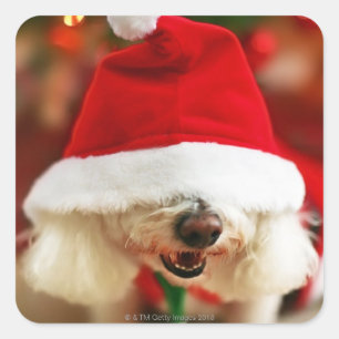 Bichon Frise puppy wearing Santa costume Square Sticker