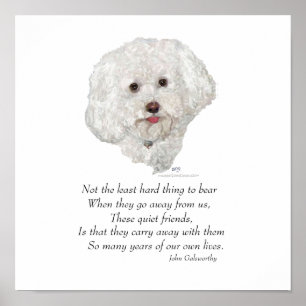 Bichon Frise Rainbow Bridge Poster