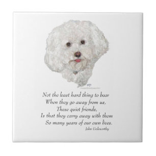 Bichon Frise Rainbow Bridge Tile