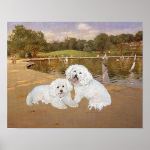 Bichon Frise Sailboats Poster