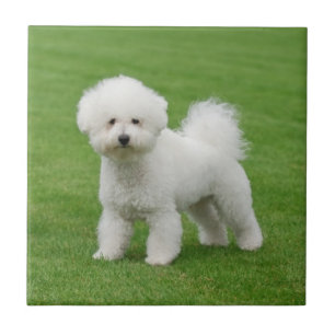 Bichon Frise Tile