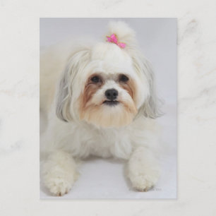 bichon frise with a pink bow in it's hair postcard