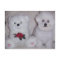 Bichon frise with white teddy bear.