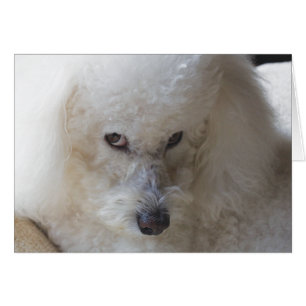 Bichon, guilty - Note Card