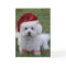 Bichon Merry Christmas