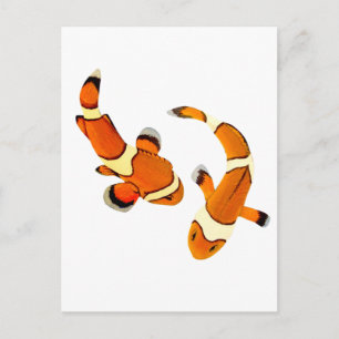 Bickering Clownfish Postcard