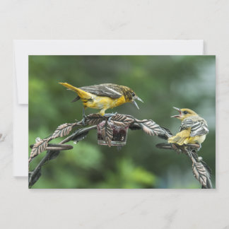 Bickering Orioles  -  All Occasion Note Card