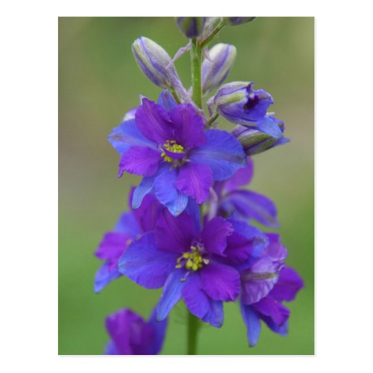 Bicolor Larkspur Postcard