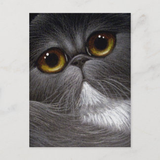 BICOLOR PERSIAN CAT Postcard