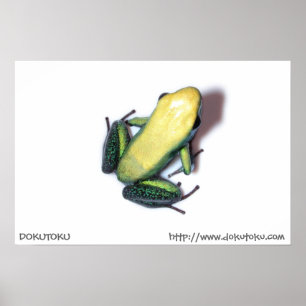 Bicolor Poster