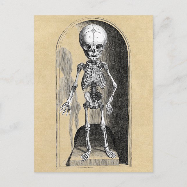 Bidloo Medical Illustration (Anterior) Postcard (Front)