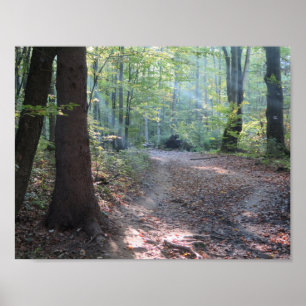 Bieszczady Forest Light Poster