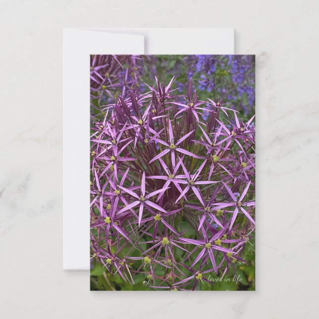Big Allium Head Card (Front)