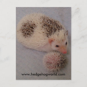 Big and little spots postcard