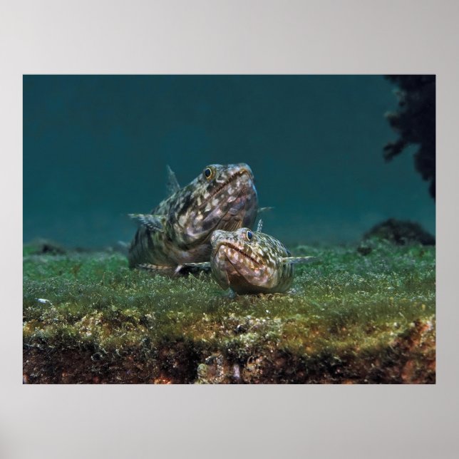 Big and Small Lizardfish Poster (Front)