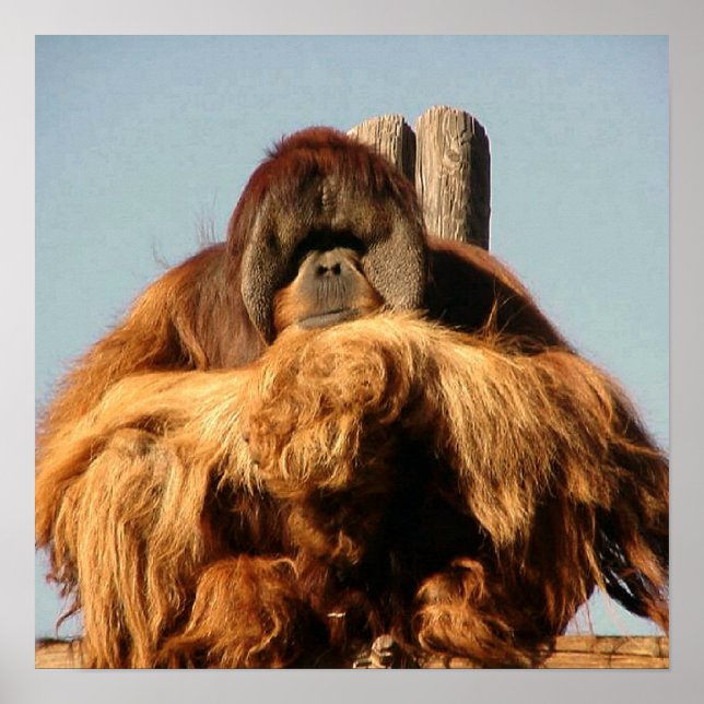 Big Ape Poster (Front)