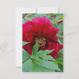 Big Bashful Burgundy  Card