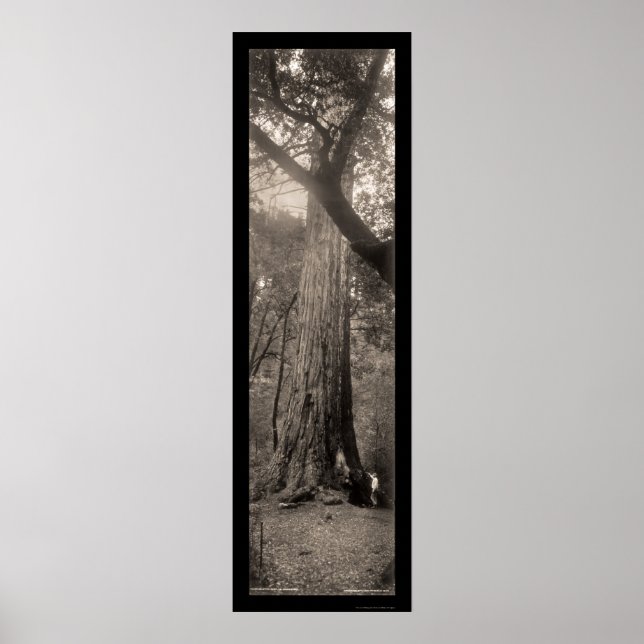 Big Basin Redwood Tree Photo 1907 Poster (Front)