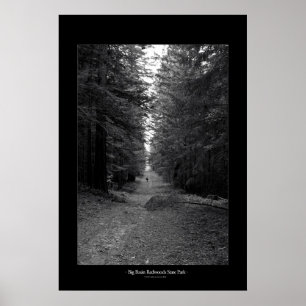 Big Basin Redwoods State Park Poster