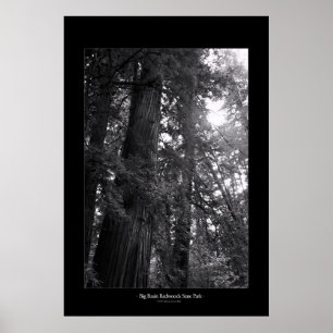 Big Basin Redwoods State Park Poster