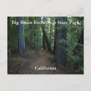 Big Basin Redwoods State... Postcard