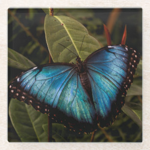 Big, beautiful, blue butterfly glass coaster