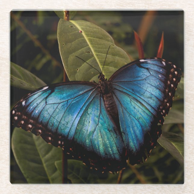 Big, beautiful, blue butterfly glass coaster (Front)