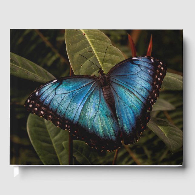 Big, beautiful, blue,  butterfly guest book (Front)