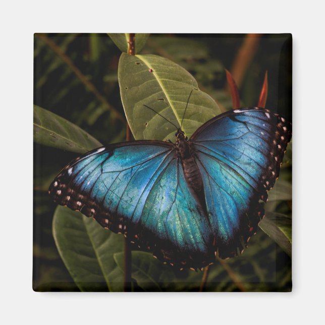 Big, beautiful, blue butterfly magnet (Front)