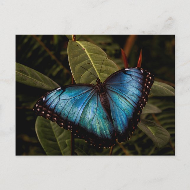 Big, beautiful, blue butterfly postcard (Front)