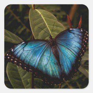 Big, beautiful, blue butterfly square sticker