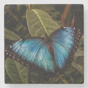 Big, beautiful, blue butterfly stone coaster