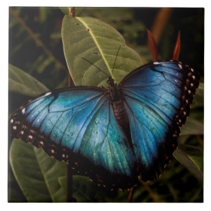 Big, beautiful, blue butterfly tile