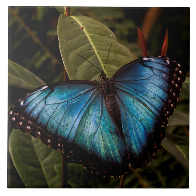 Big, beautiful, blue butterfly tile (Front)
