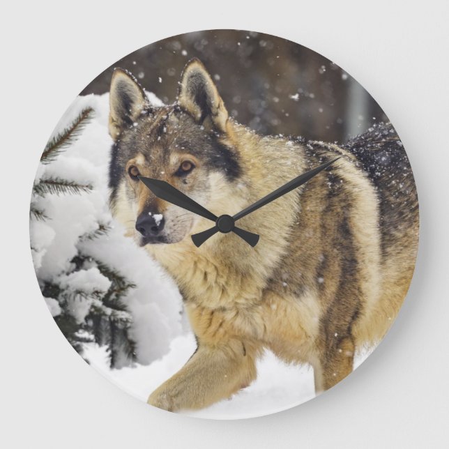 Big Beautiful Grey Wild Wolf in snow Large Clock (Front)