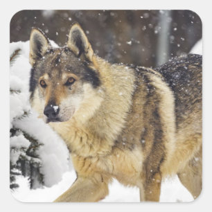 Big Beautiful Grey Wild Wolf in snow Square Sticker